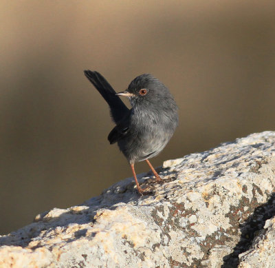 Marmora's Warbler (Sylvia sarda)