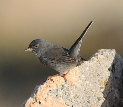 Marmora's Warbler (Sylvia sarda)