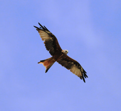 Red Kite (Milvus milvus)