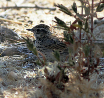 Woodlark (Lullula arborea)
