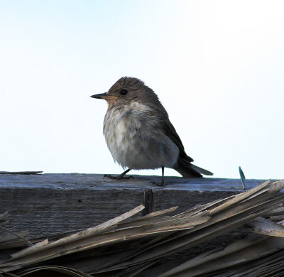 Spotted Flycatcher (Muscicapa striata)