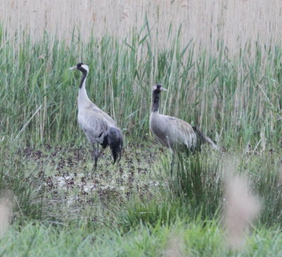 Crane (Grus grus)