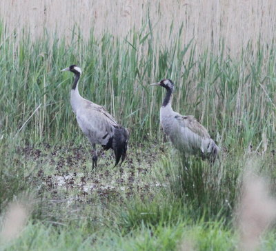 Crane (Grus grus)