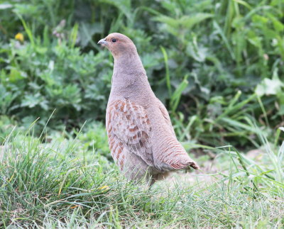 grey_partridge