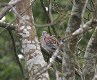 Rufous Turtle Dove (Streptopelia orientalis meena)