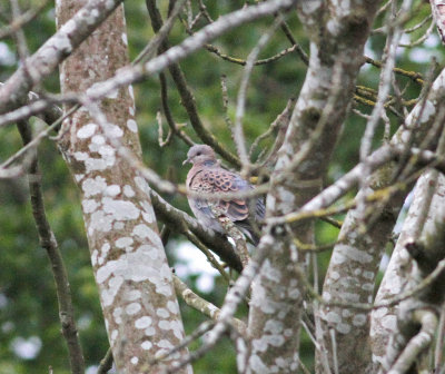 Rufous Turtle Dove (Streptopelia orientalis meena)