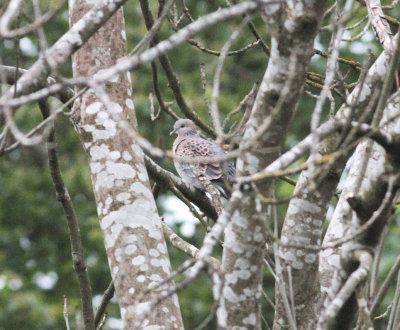 Rufous Turtle Dove (Streptopelia orientalis meena)