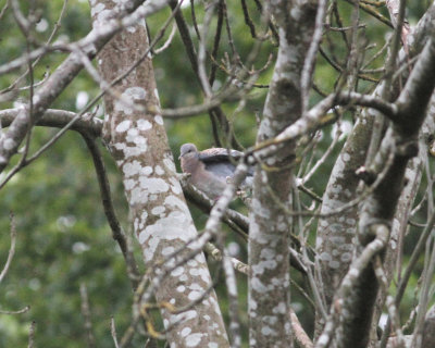 rufous_turtle_dove