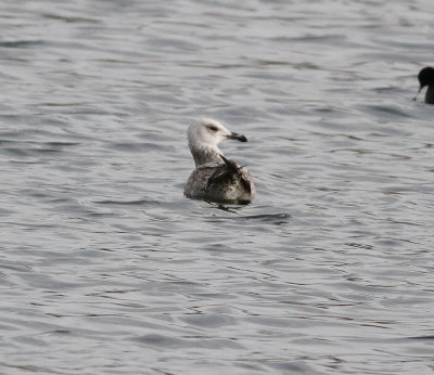 Yellow-legged Gull (Larus michahellis)