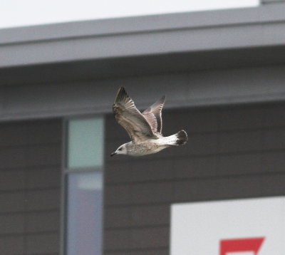 Yellow-legged Gull (Larus michahellis)