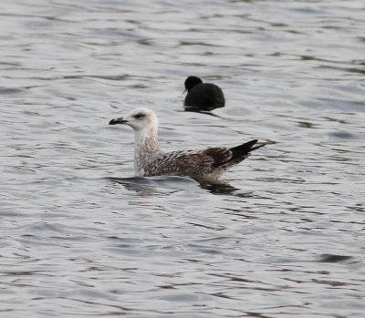 yellowlegged_gull_cambs