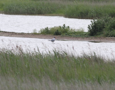 caspian_tern_uk
