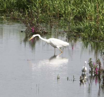 Great White Egret (Casmerodius albus)