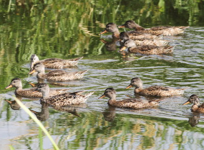 Gadwall (Anas strepera)