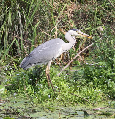 grey_heron_uk