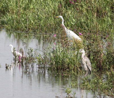 great_white_egret_cambs