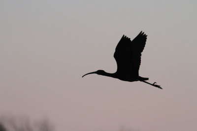 Glossy Ibis (Plegadis falcinellus)