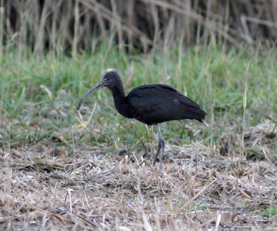 glossy_ibis_cambs