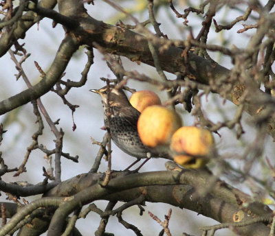 dusky_thrush