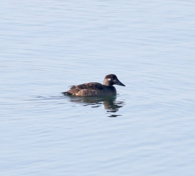 Surf Scoter (Melanitta perspicillata)
