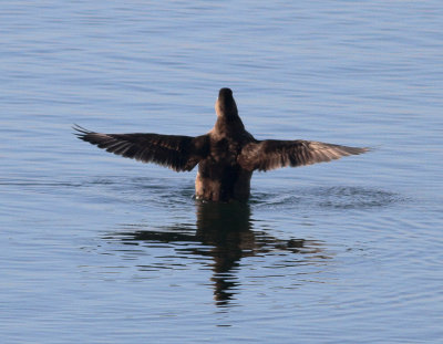 Surf Scoter (Melanitta perspicillata)