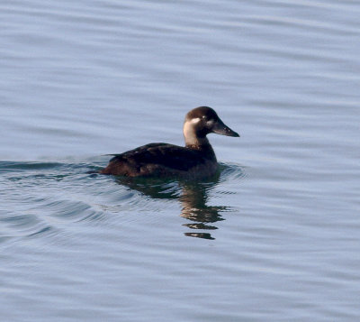 Surf Scoter (Melanitta perspicillata)