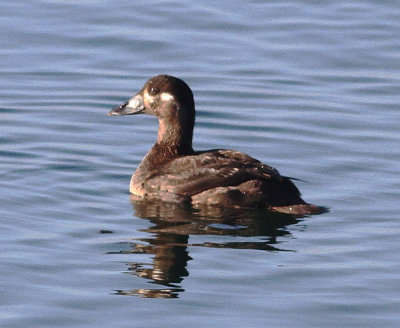 Surf Scoter (Melanitta perspicillata)