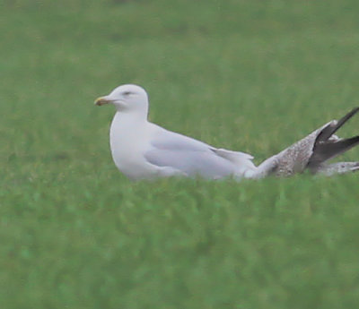 glaucous_gull