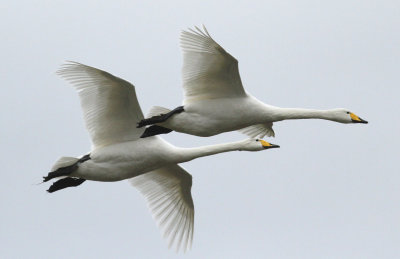 Whooper Swan (Cygnus cygnus)