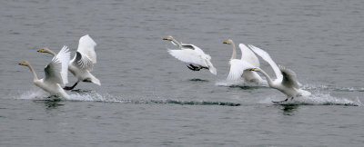 Whooper Swan (Cygnus cygnus)