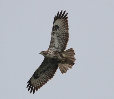 Buzzard (Buteo buteo)