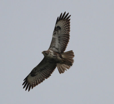 buzzard_uk
