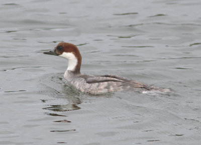 Smew (Mergellus albellus)