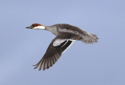 ducks_cambs
