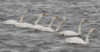 whooper_swan
