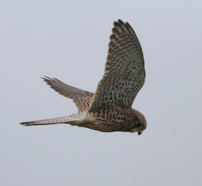 kestrel_uk