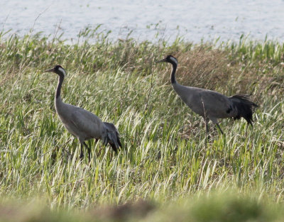 Crane (Grus grus)