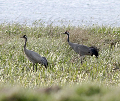crane_cambs