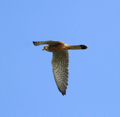 Lesser Kestrel (Falco naumanni)