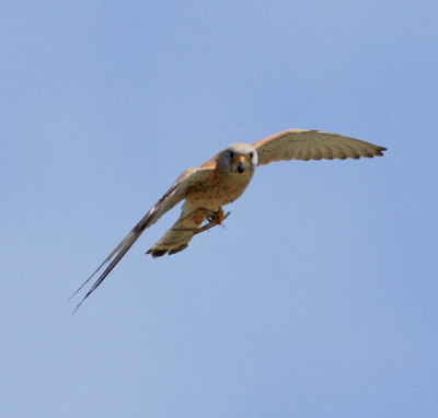 Lesser Kestrel (Falco naumanni)