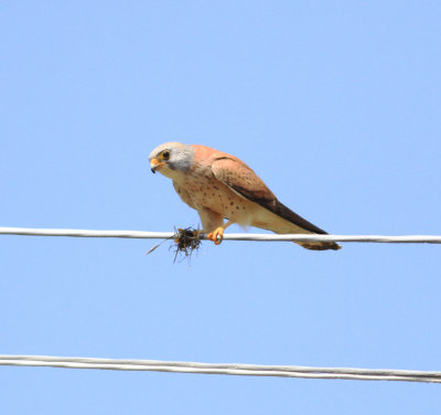 Lesser Kestrel (Falco naumanni)