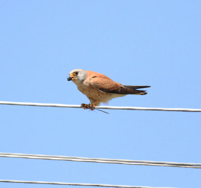 Lesser Kestrel (Falco naumanni)