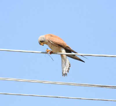 Lesser Kestrel (Falco naumanni)