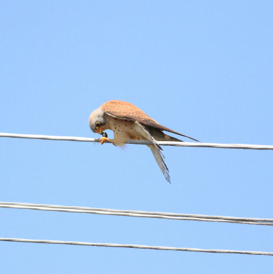 Lesser Kestrel (Falco naumanni)