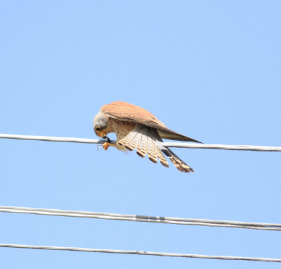 Lesser Kestrel (Falco naumanni)