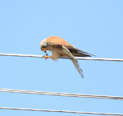 Lesser Kestrel (Falco naumanni)