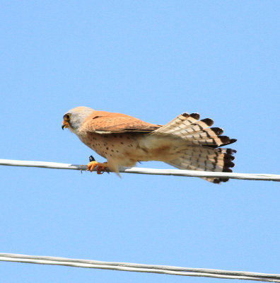 Lesser Kestrel (Falco naumanni)