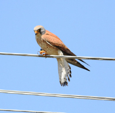 Lesser Kestrel (Falco naumanni)