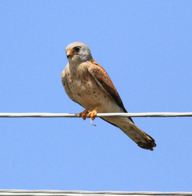 Lesser Kestrel (Falco naumanni)