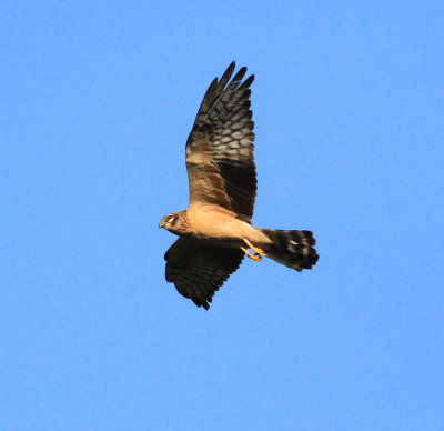 Montagu's Harrier (Circus pygargus)